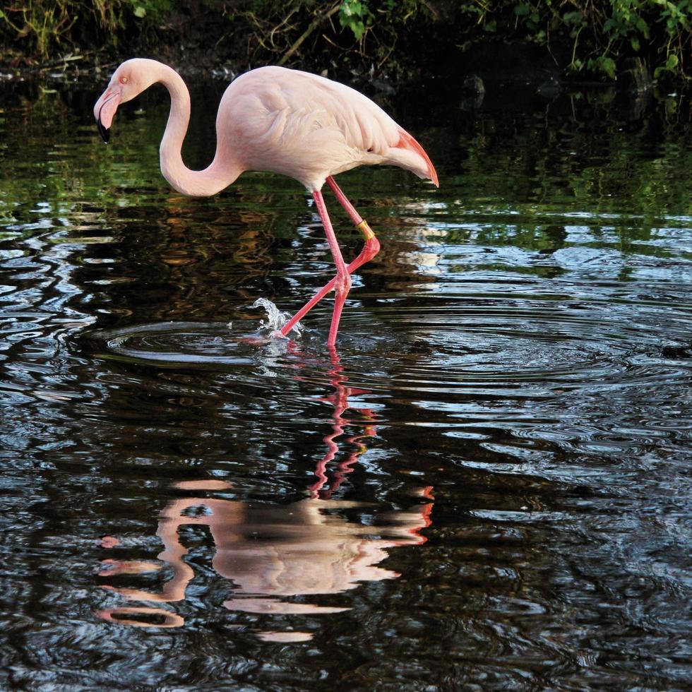 A view of a Flamingo photo