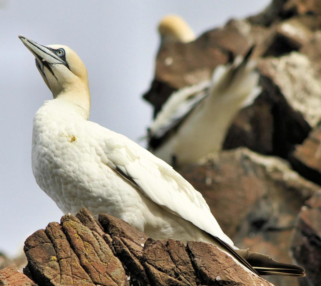 A close up of a Gannet at Bass Rock in Scotland photo