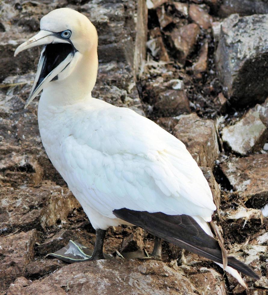 A close up of a Gannet on Bass Rock in Scotland photo