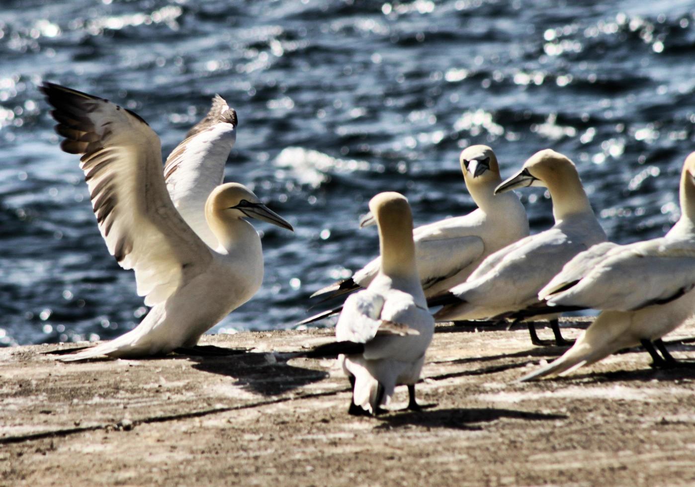 A close up of a Gannet on Bass Rock in Scotland photo