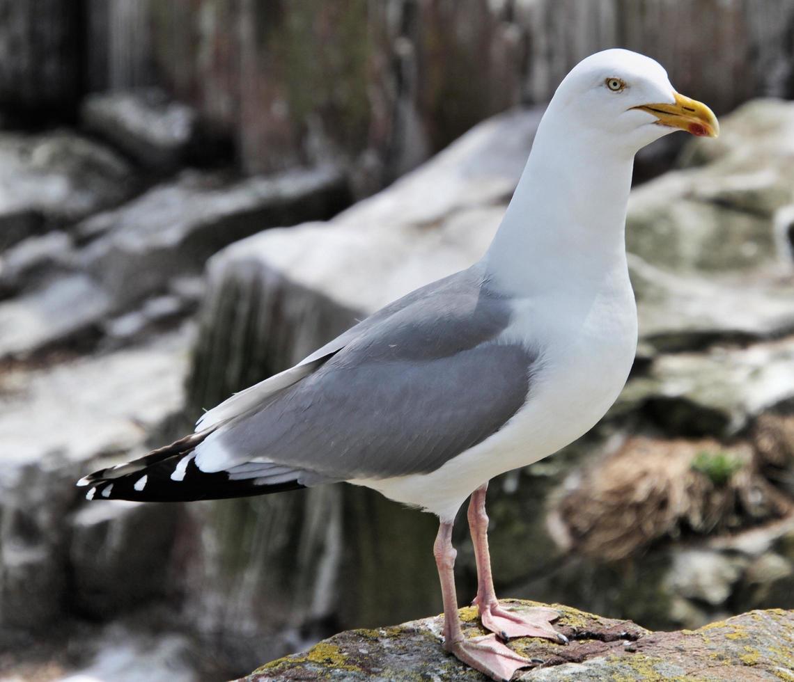 un primer plano de una gaviota foto