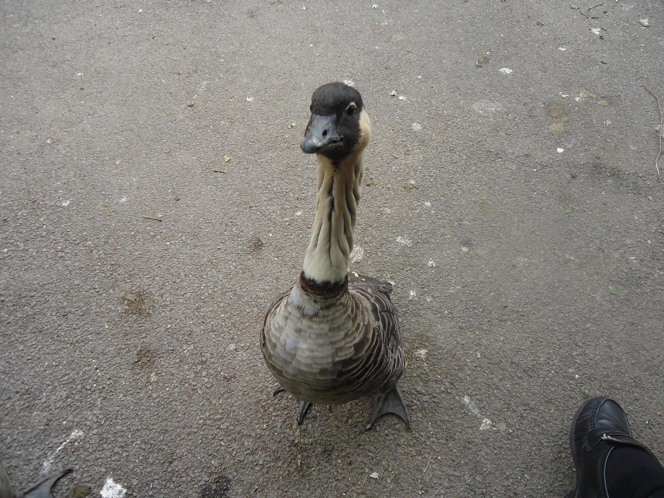 A close up of a Hawaiian Goose photo