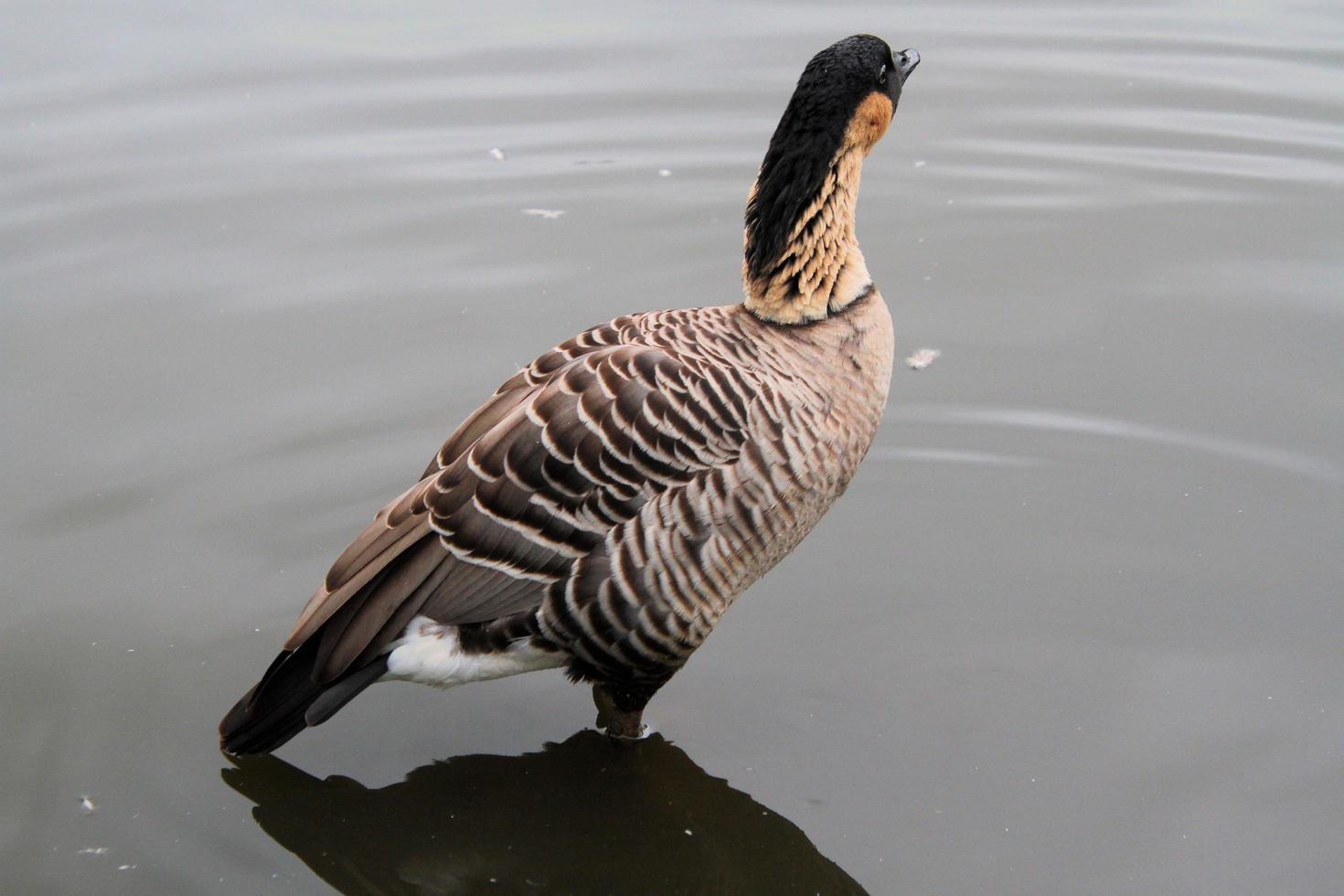 A close up of a Hawaiian Goose photo