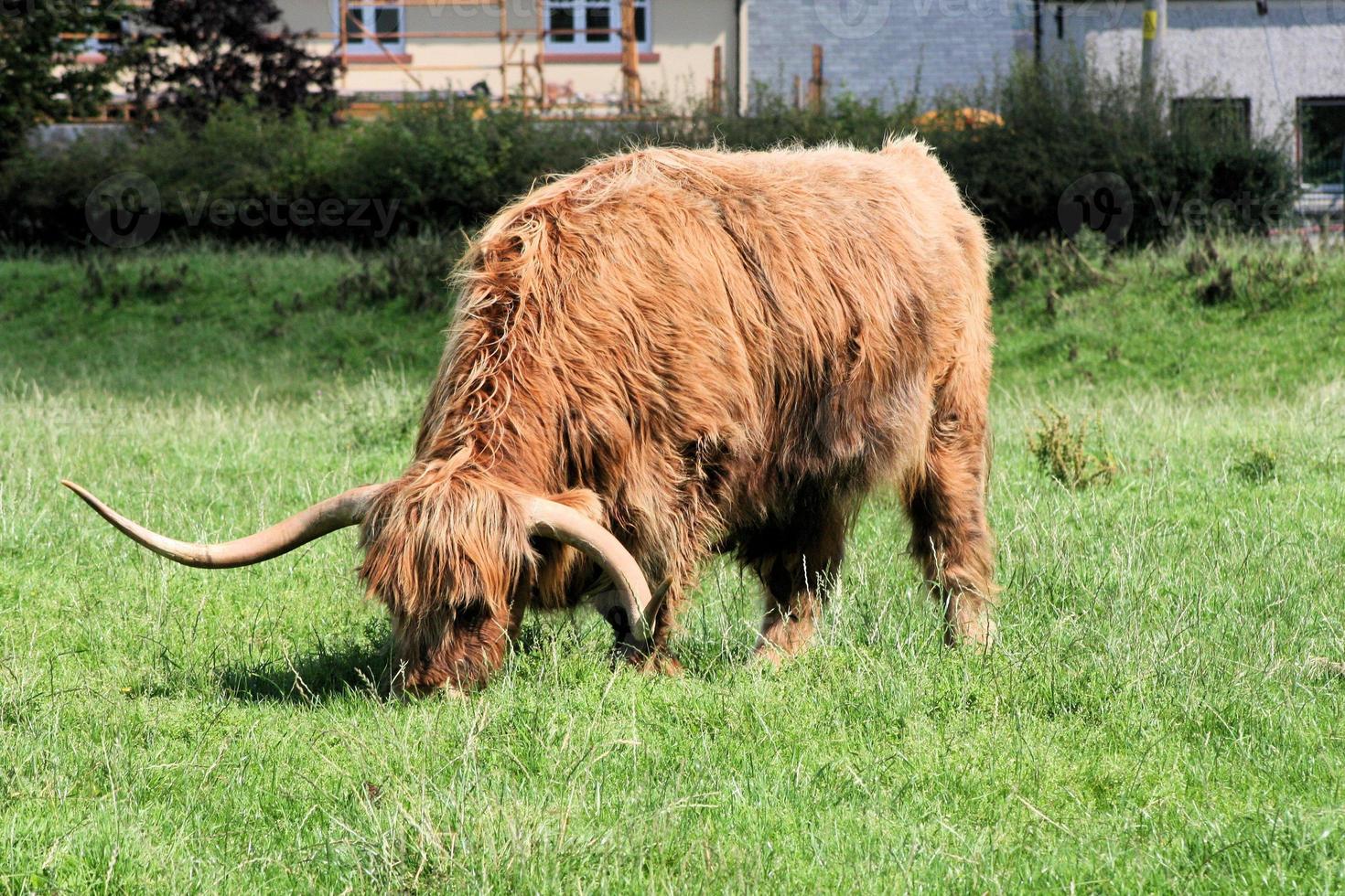 una vista de una vaca de las tierras altas en escocia foto