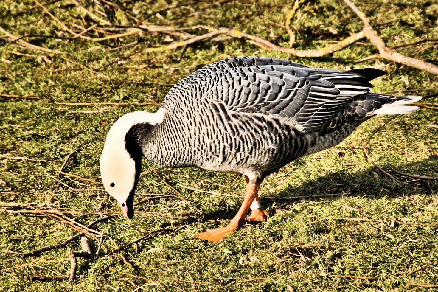 A close up of an Emporer Goose photo