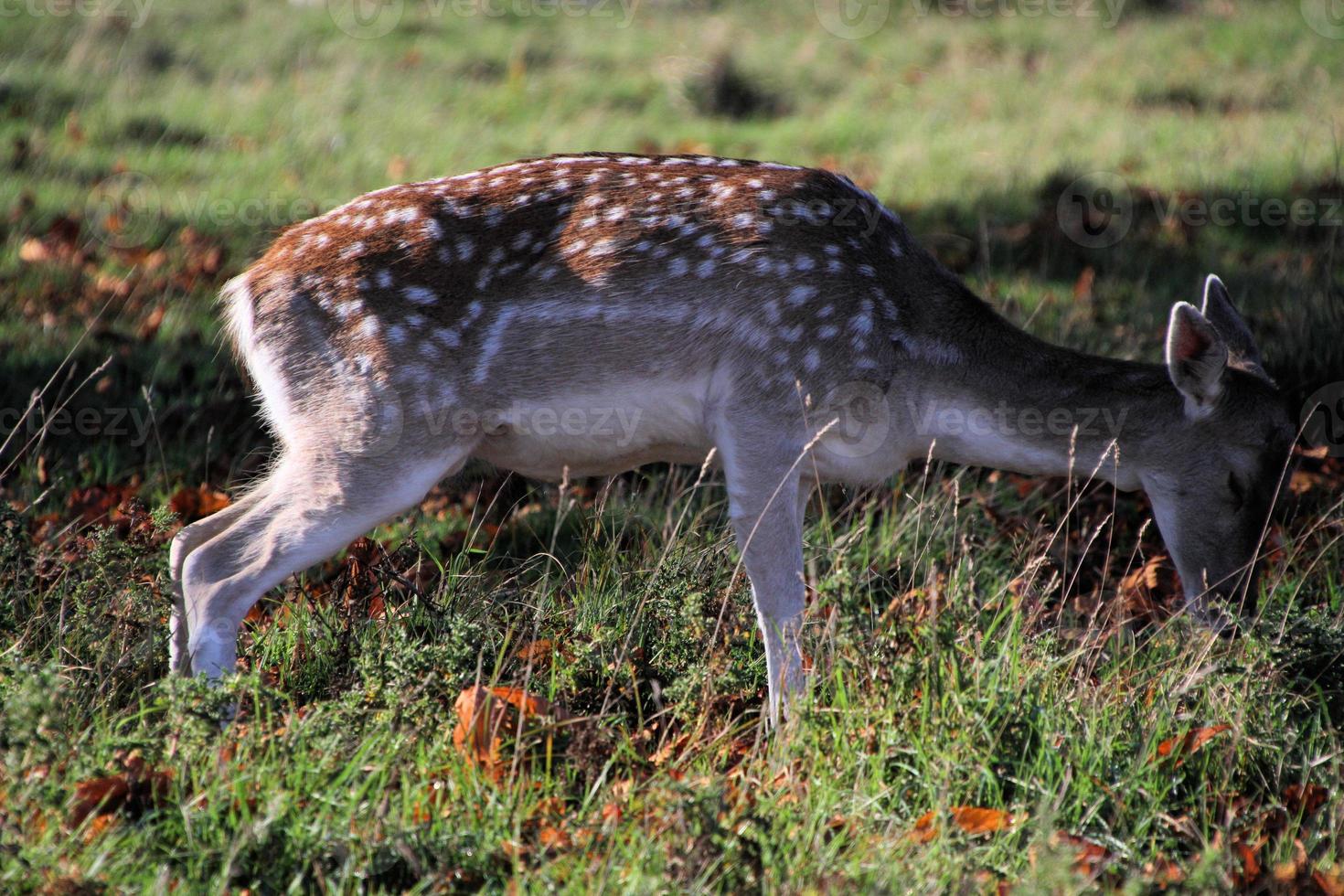 A view of a Fallow Deer photo