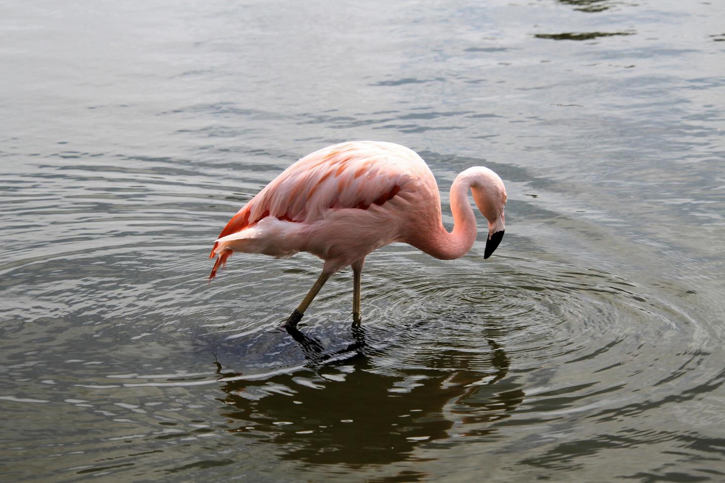 A view of a Flamingo in the water photo