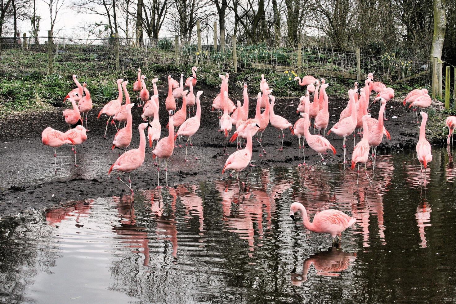 A view of a Flamingo photo