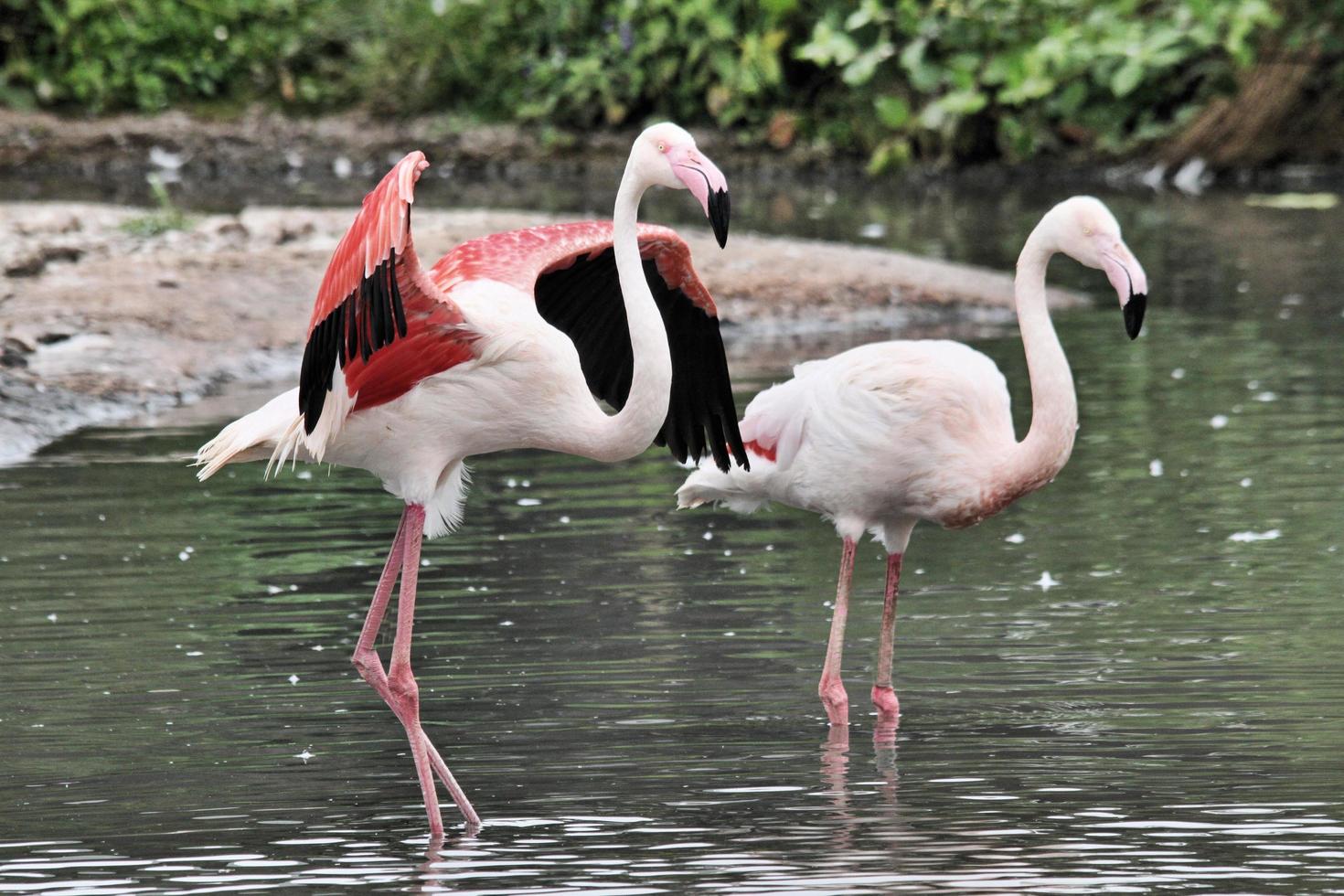 A view of a Flamingo photo