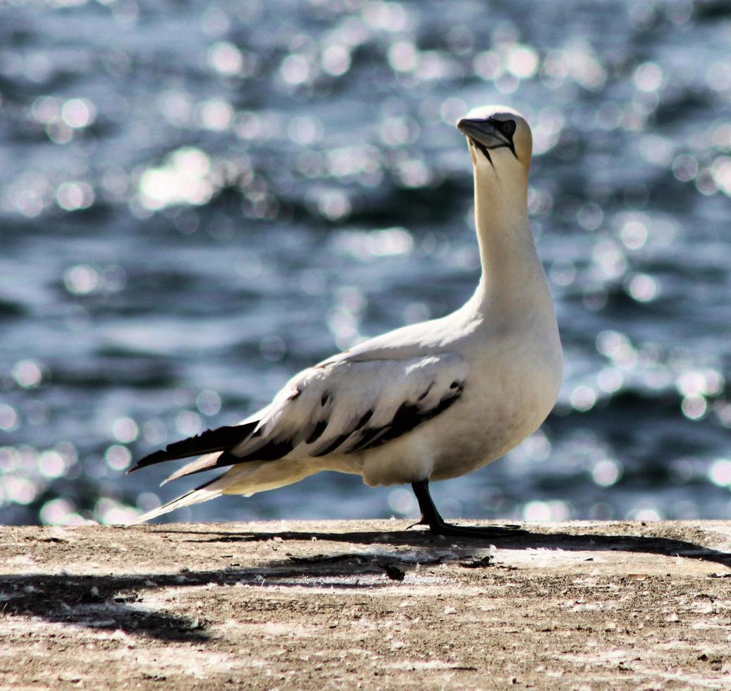 A close up of a Gannet at Bass Rock in Scotland photo