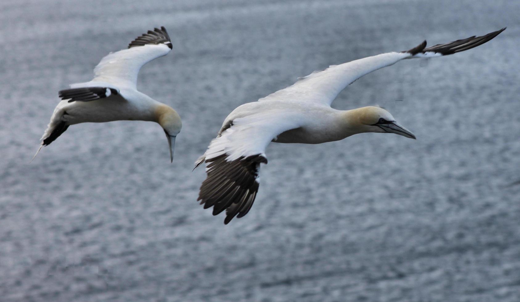 A close up of a Gannet at Bass Rock in Scotland photo