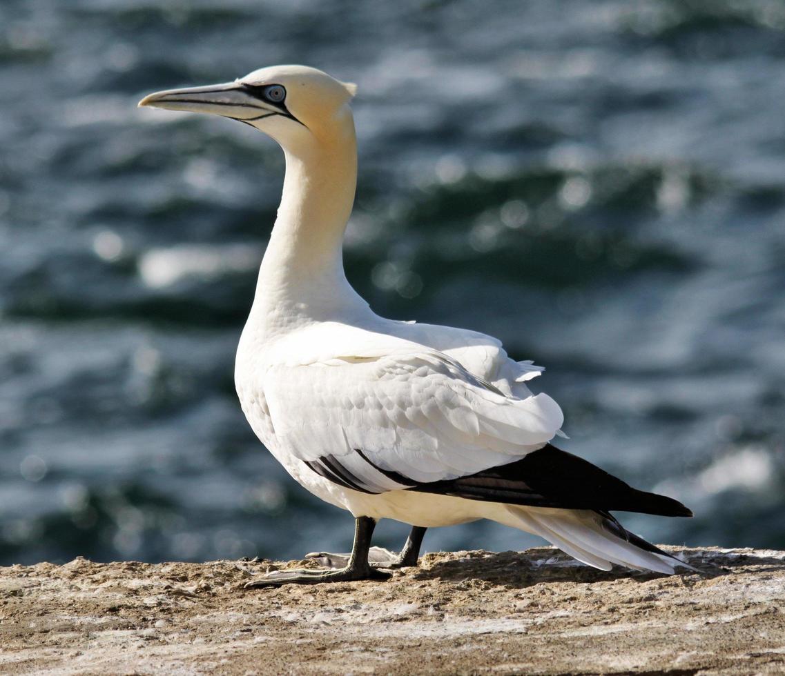 A close up of a Gannet at Bass Rock in Scotland photo