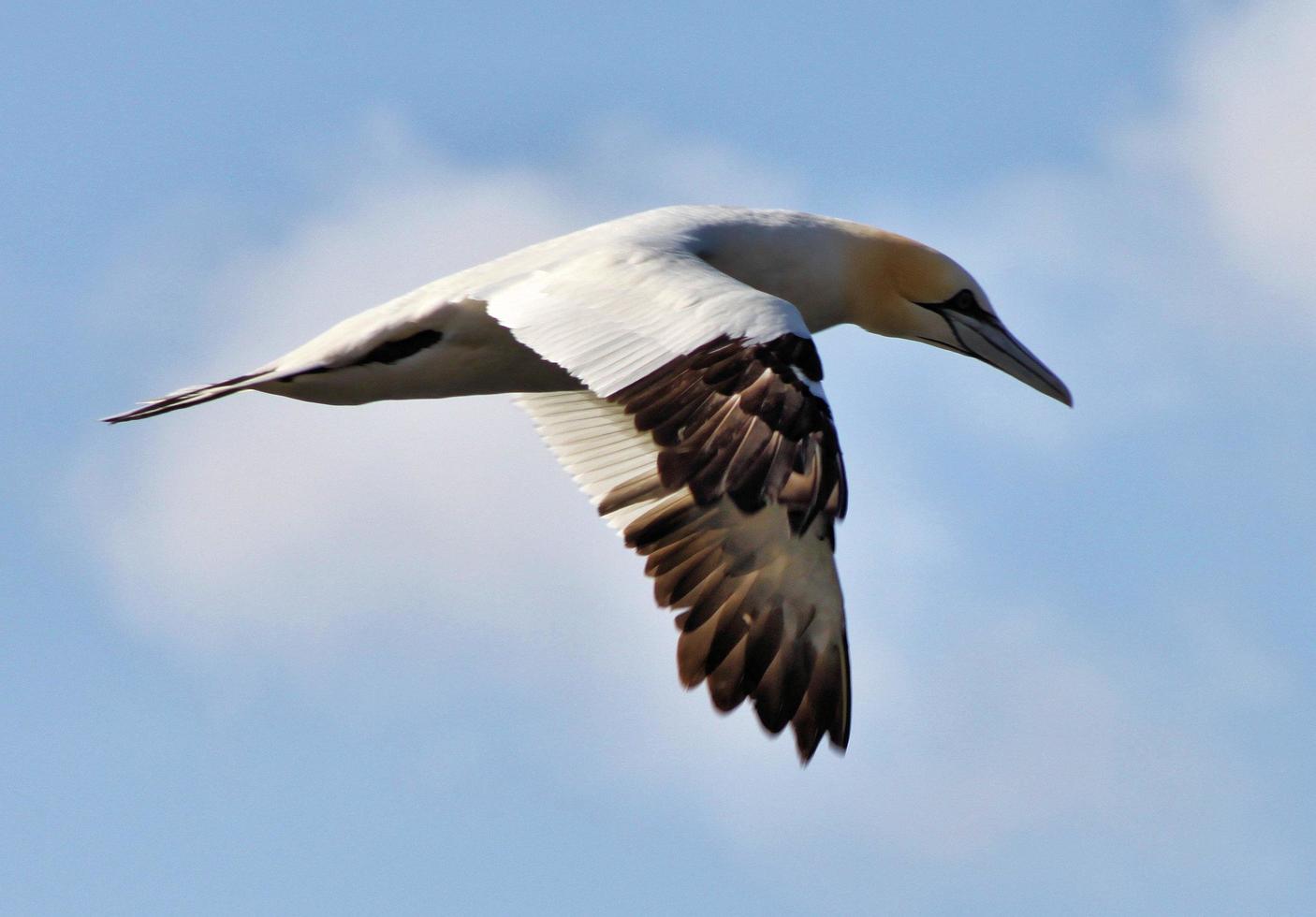 A close up of a Gannet at Bass Rock in Scotland photo