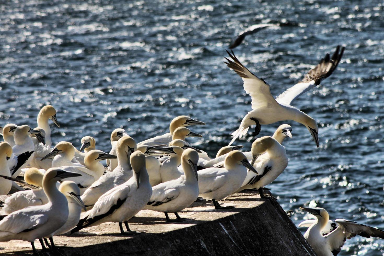 A close up of a Gannet on Bass Rock in Scotland photo