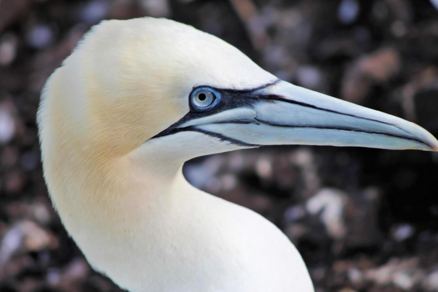 A close up of a Gannet on Bass Rock in Scotland photo