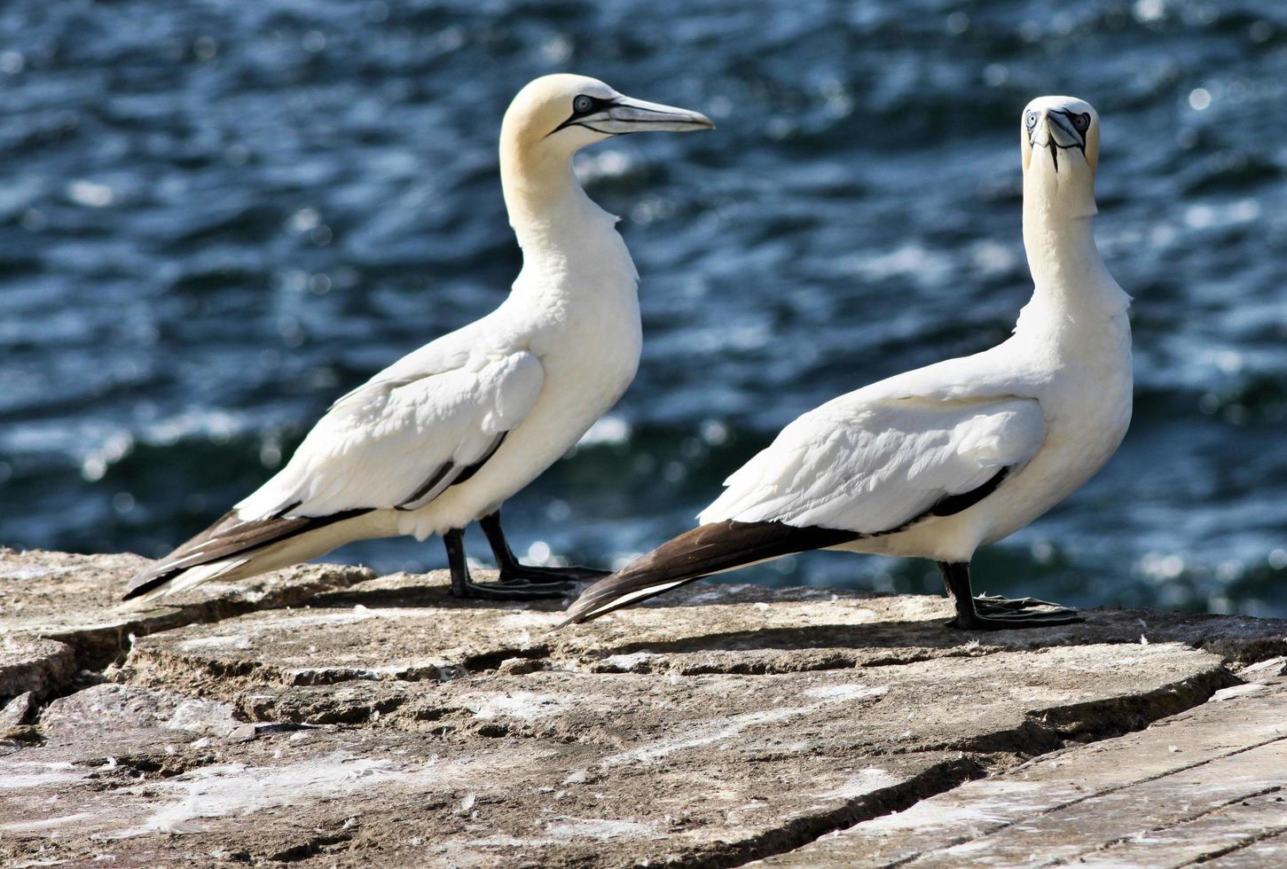 A close up of a Gannet on Bass Rock in Scotland photo