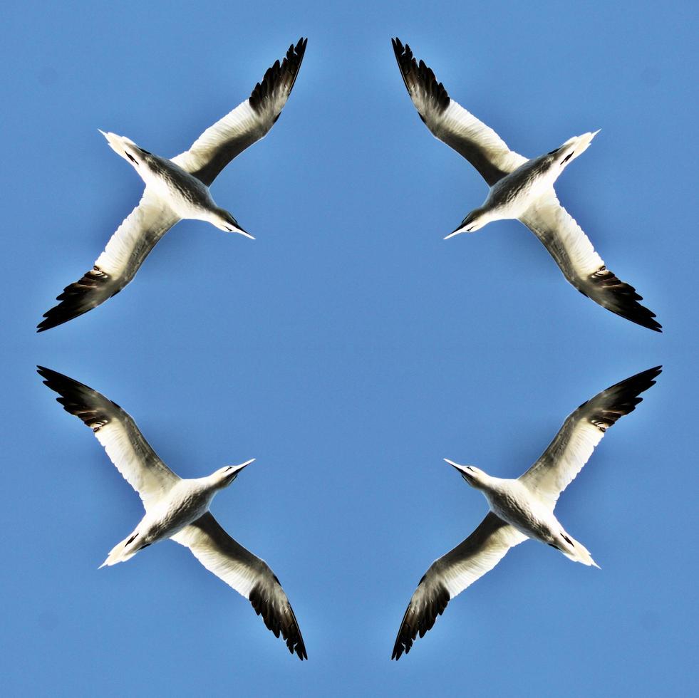 A close up of a Gannet on Bass Rock in Scotland photo