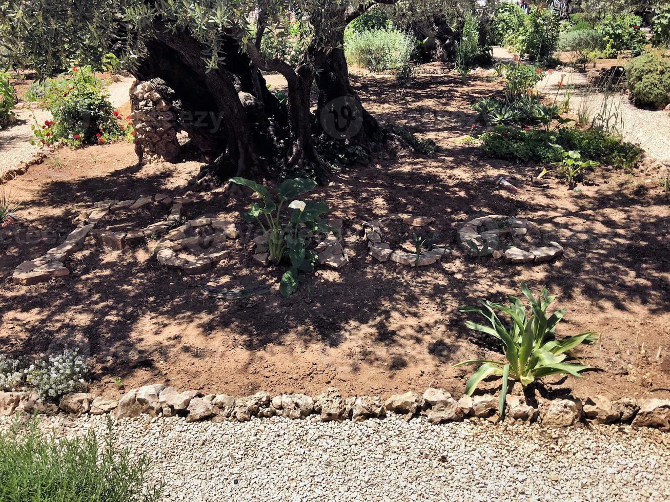 A view of the Garden of Gethsemane in Jerusalem in Israel photo