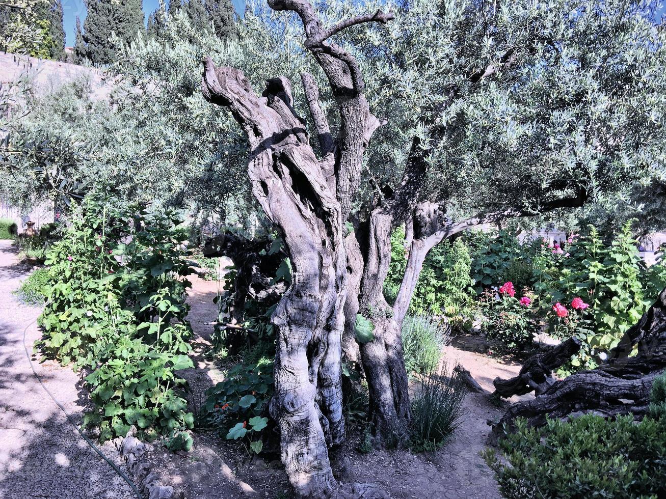 una vista del jardín de getsemaní en jerusalén en israel foto