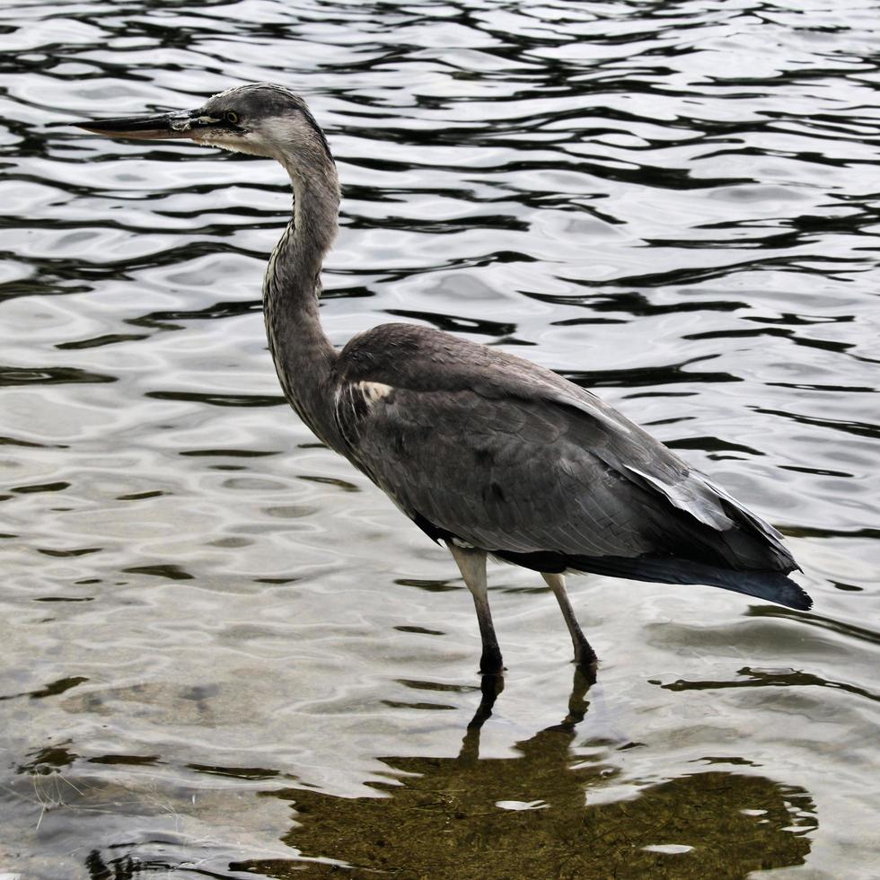 A close up of a Grey Heron in London photo