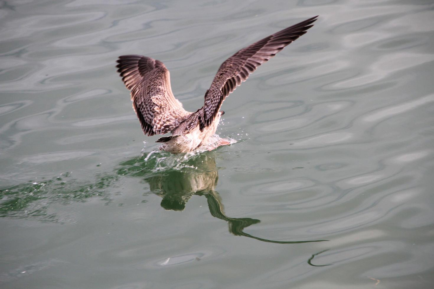 una vista de una gaviota argéntea cerca del mar foto