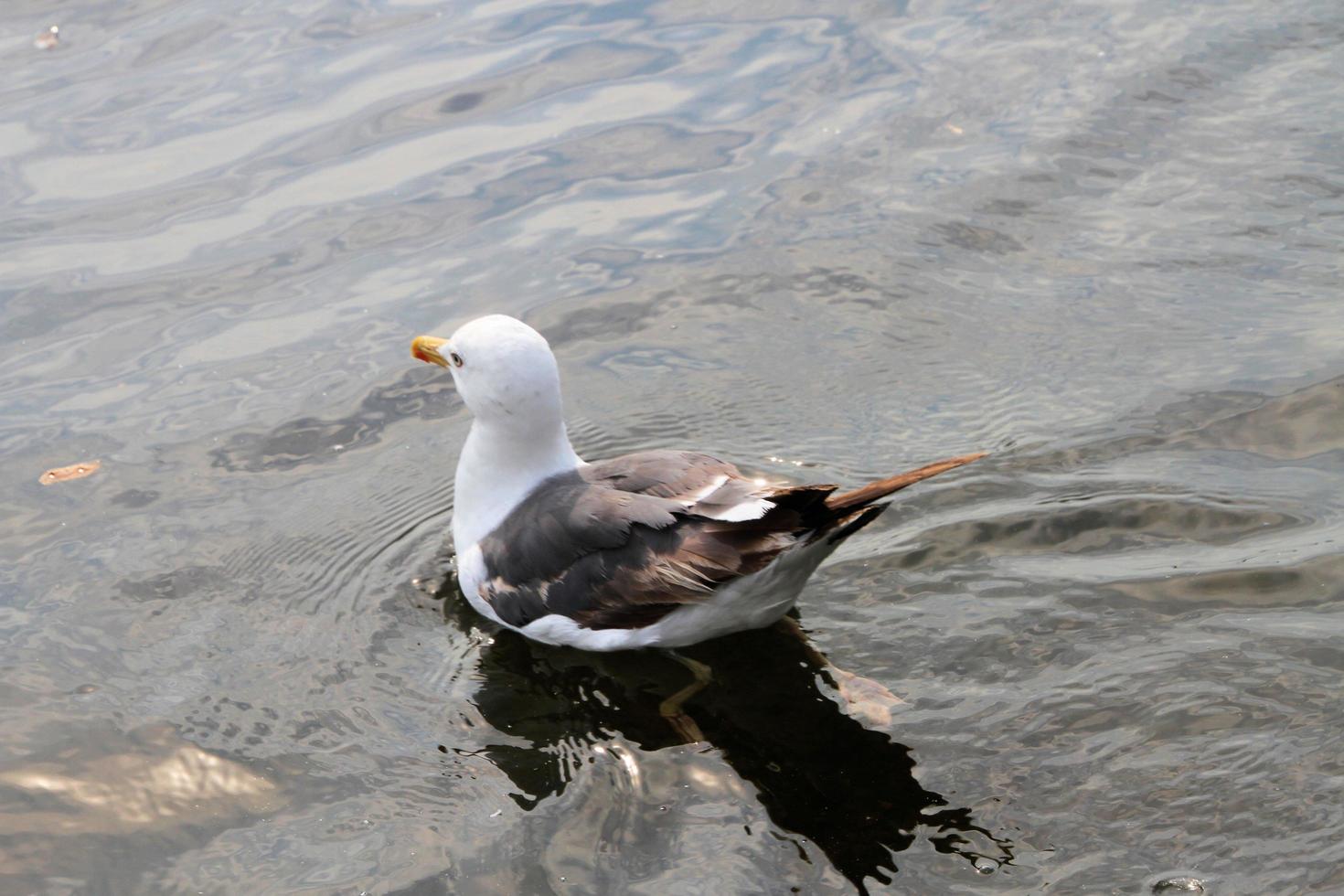 A view of a Herring Gull near the sea photo