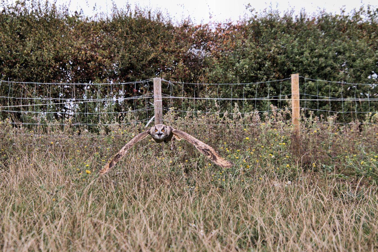 A view of an Eagle Owl photo