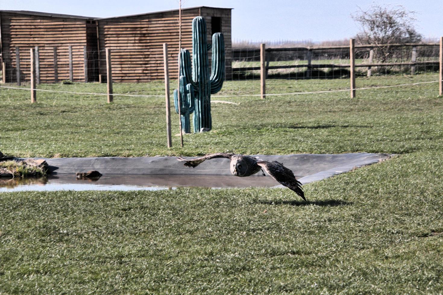 A view of an Eagle Owl photo