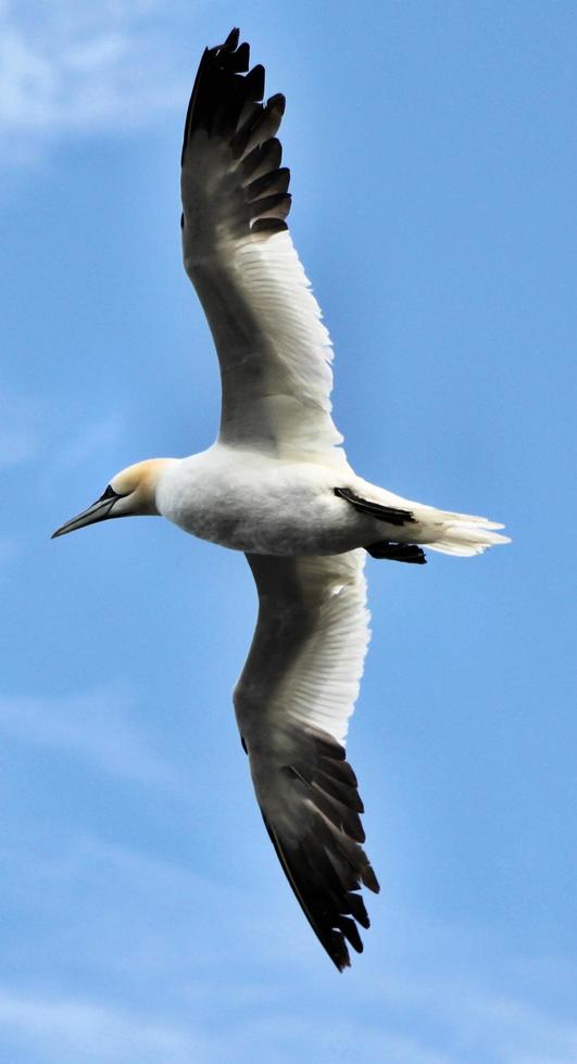 A close up of a Gannet at Bass Rock in Scotland photo