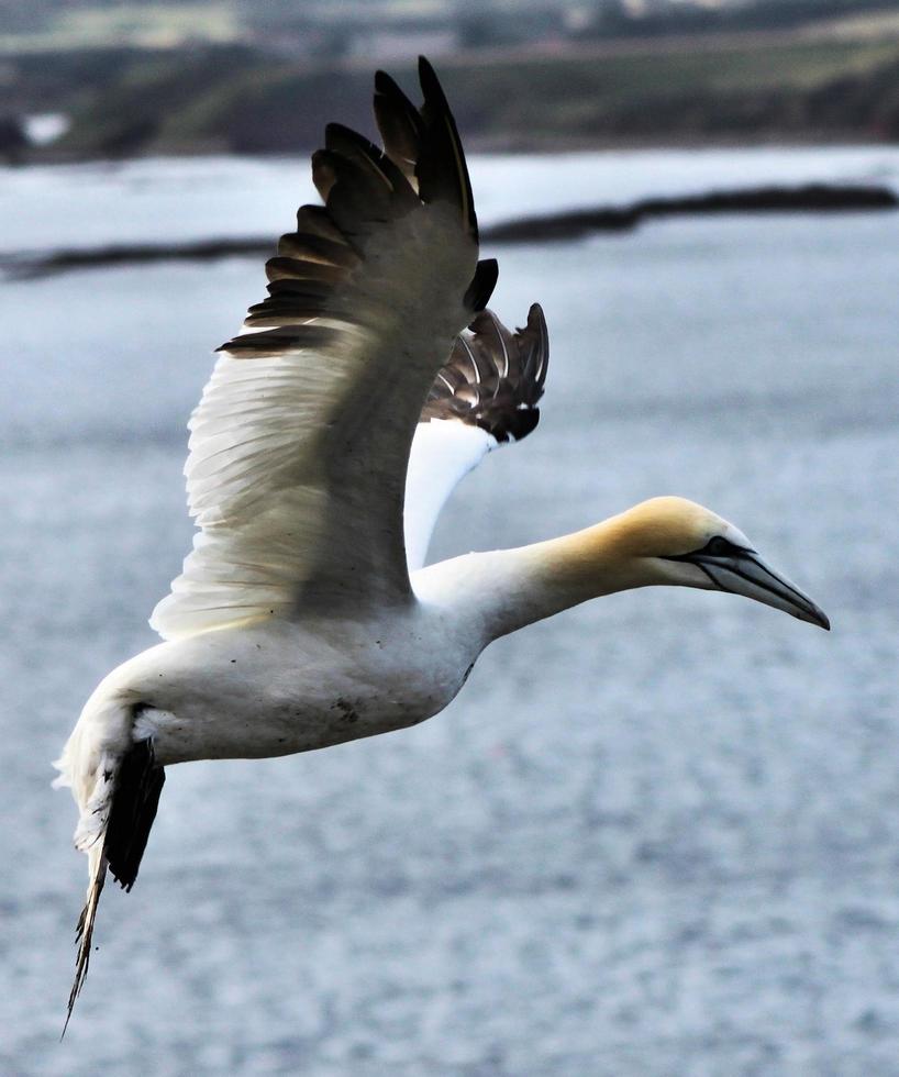 A close up of a Gannet at Bass Rock in Scotland photo