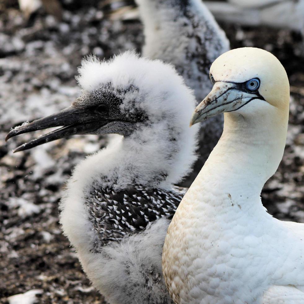 A close up of a Gannet at Bass Rock in Scotland photo