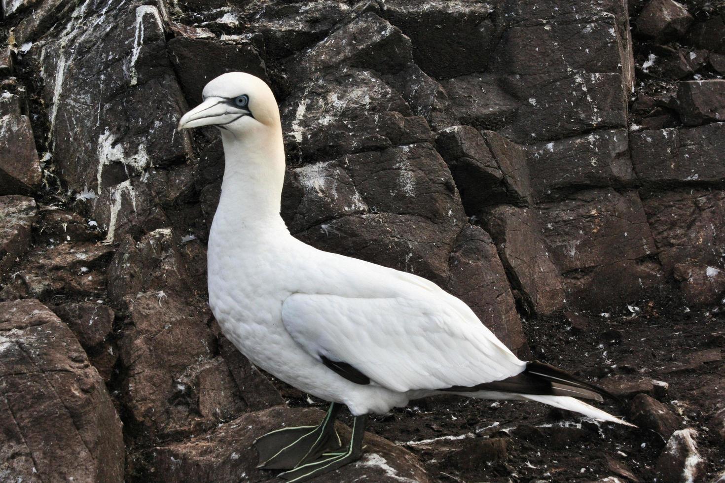 A close up of a Gannet on Bass Rock in Scotland photo