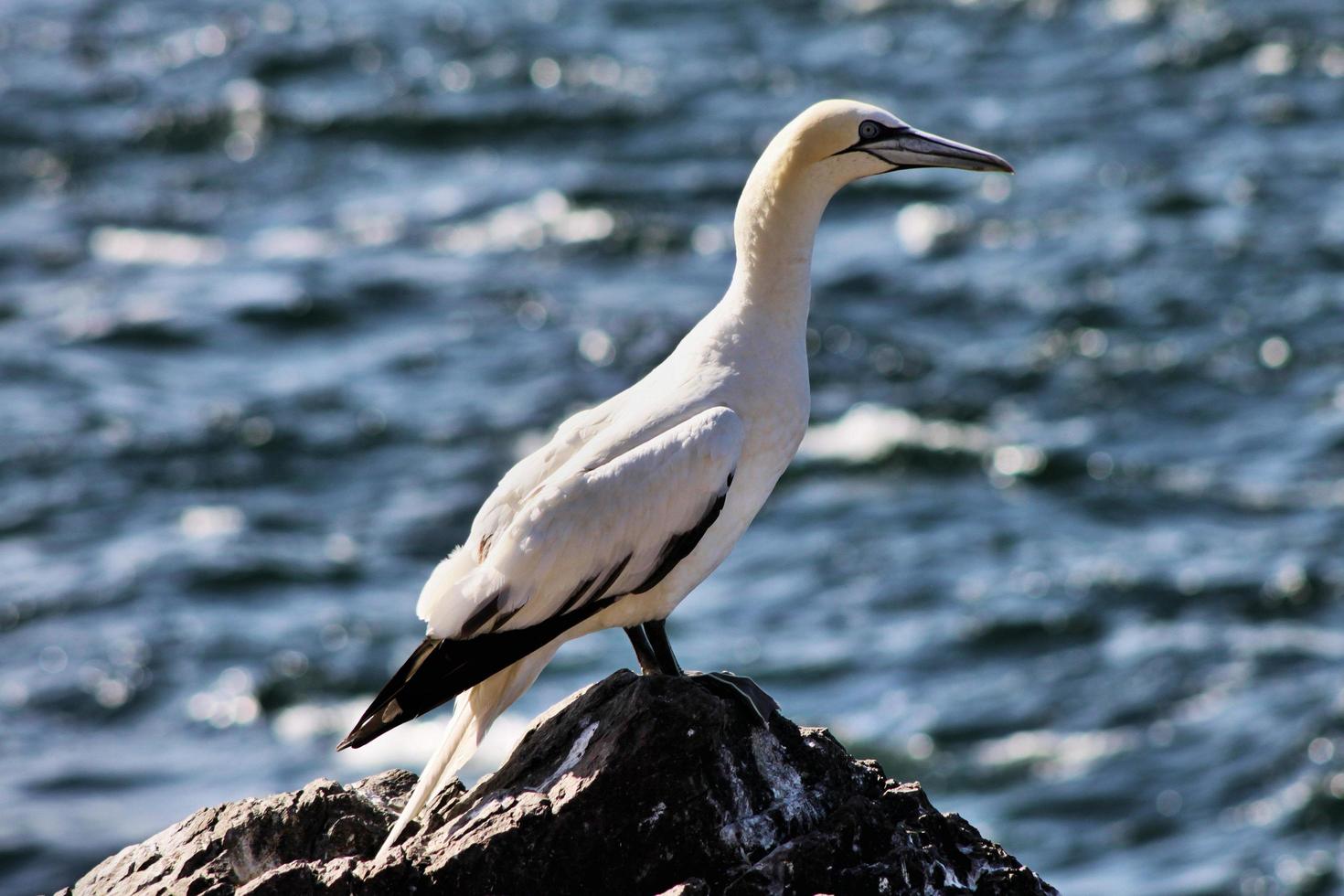 A close up of a Gannet on Bass Rock in Scotland photo