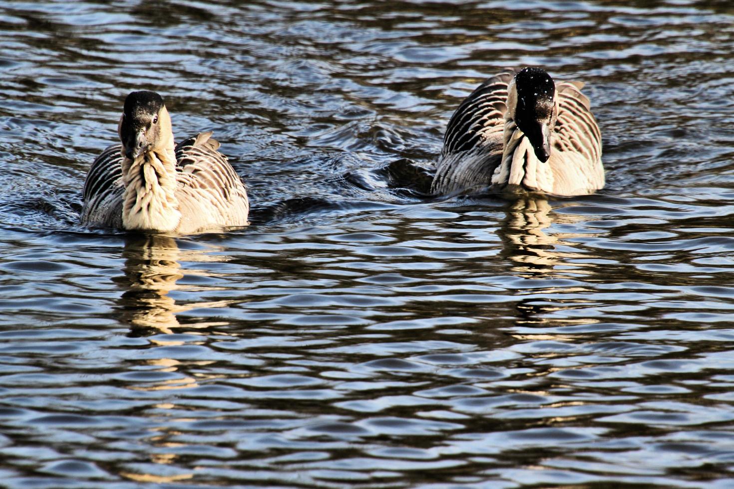 A close up of a Hawaiian Goose photo