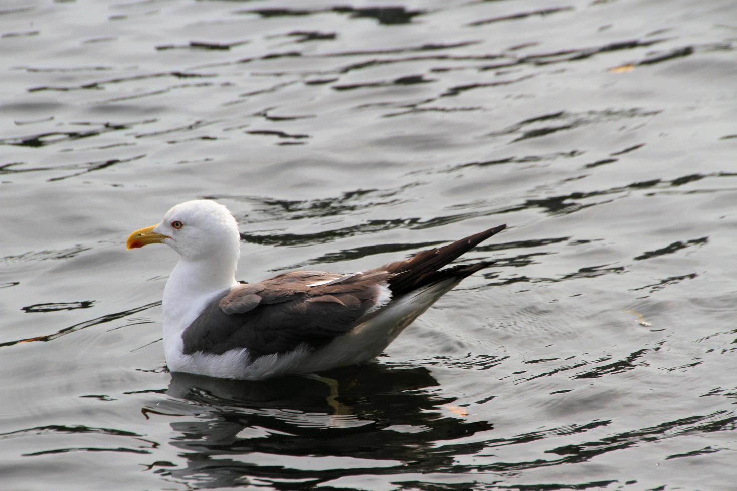 A view of a Herring Gull near the sea photo