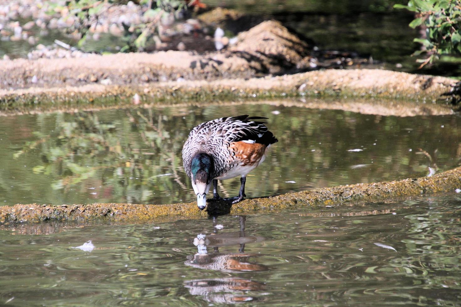 A view of a Chiloe Widgeon photo