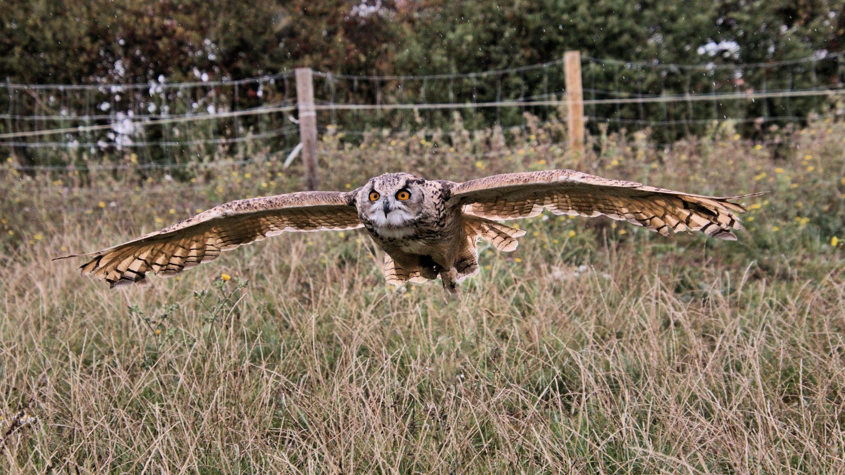 A view of an Eagle Owl photo