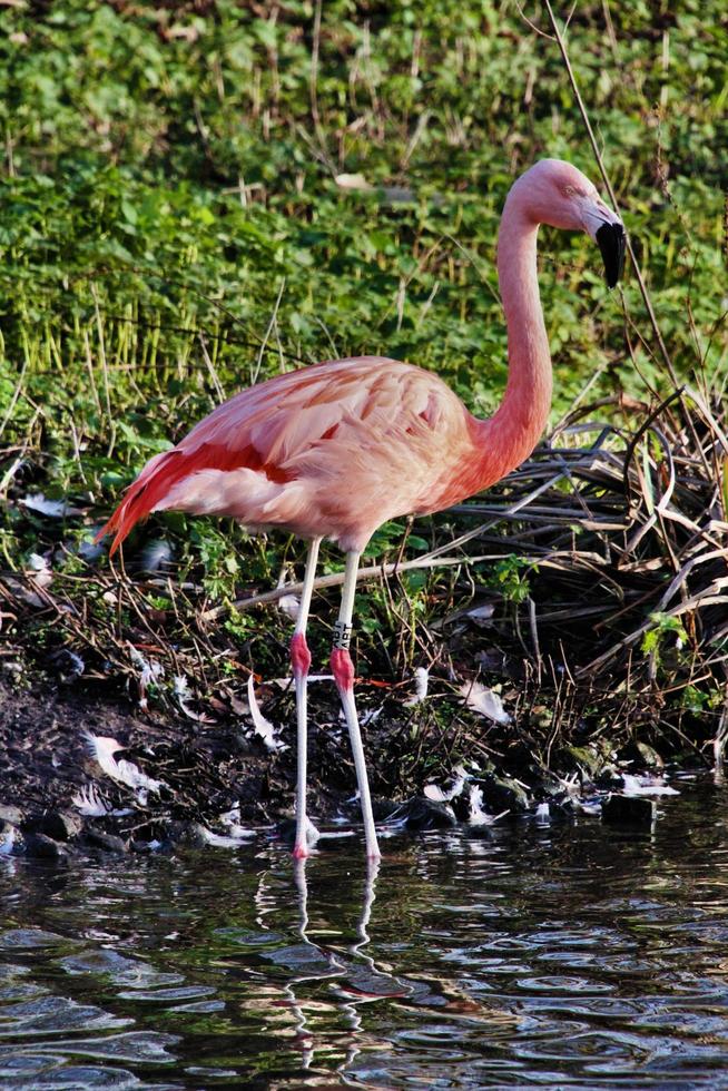 A view of a Flamingo photo