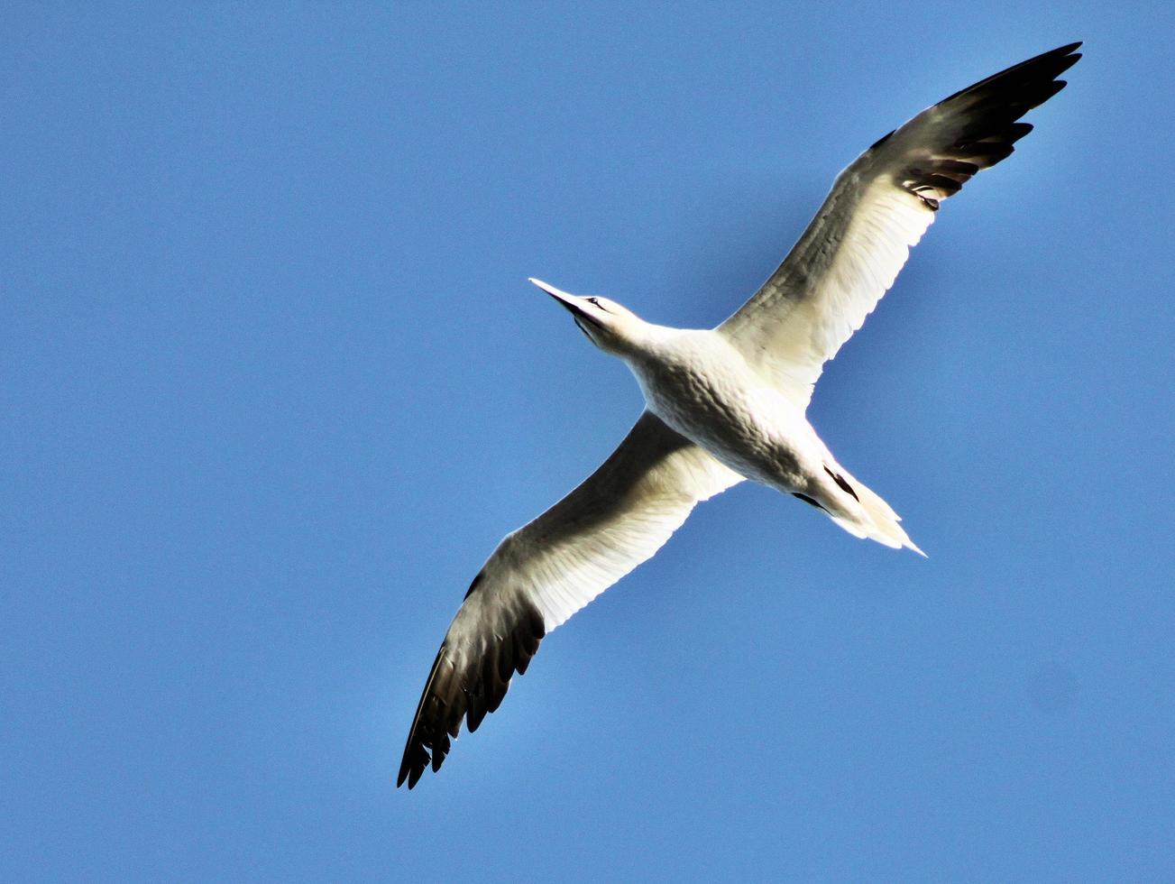 A close up of a Gannet at Bass Rock in Scotland photo