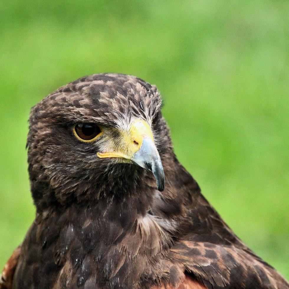 A close up of a Harris Hawk photo