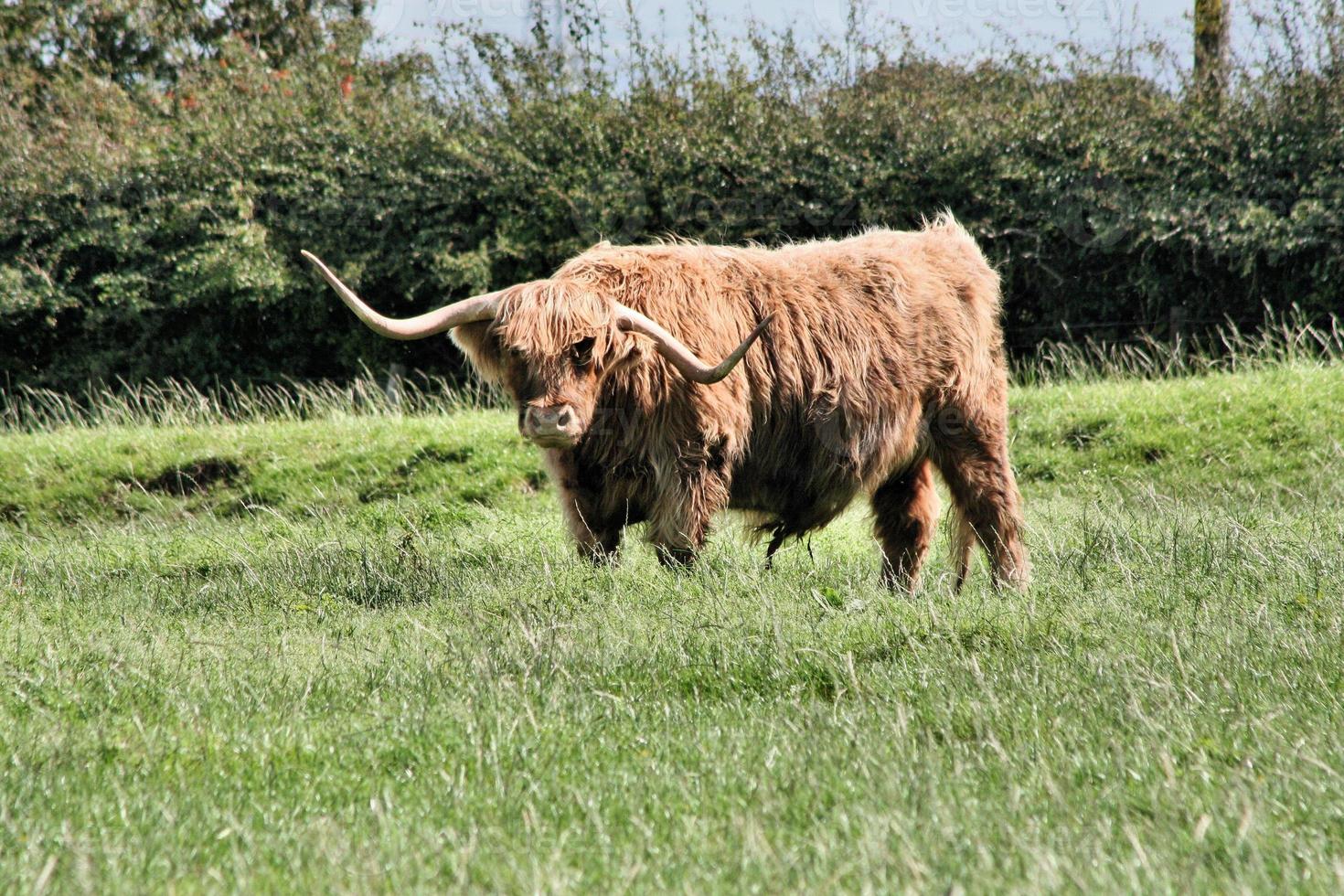 una vista de una vaca de las tierras altas en escocia foto