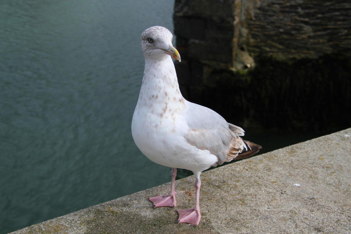 A view of a Herring Gull near the sea photo