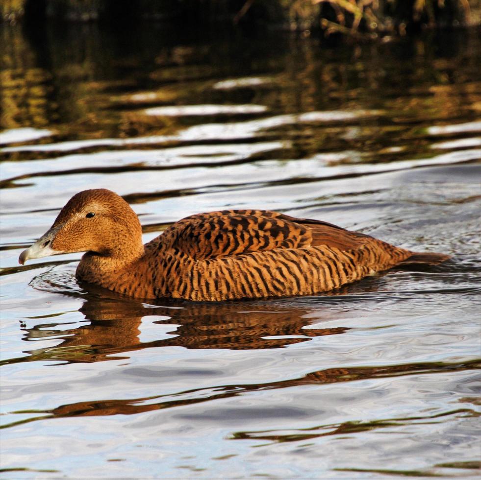 A close up of an Eider Duck photo