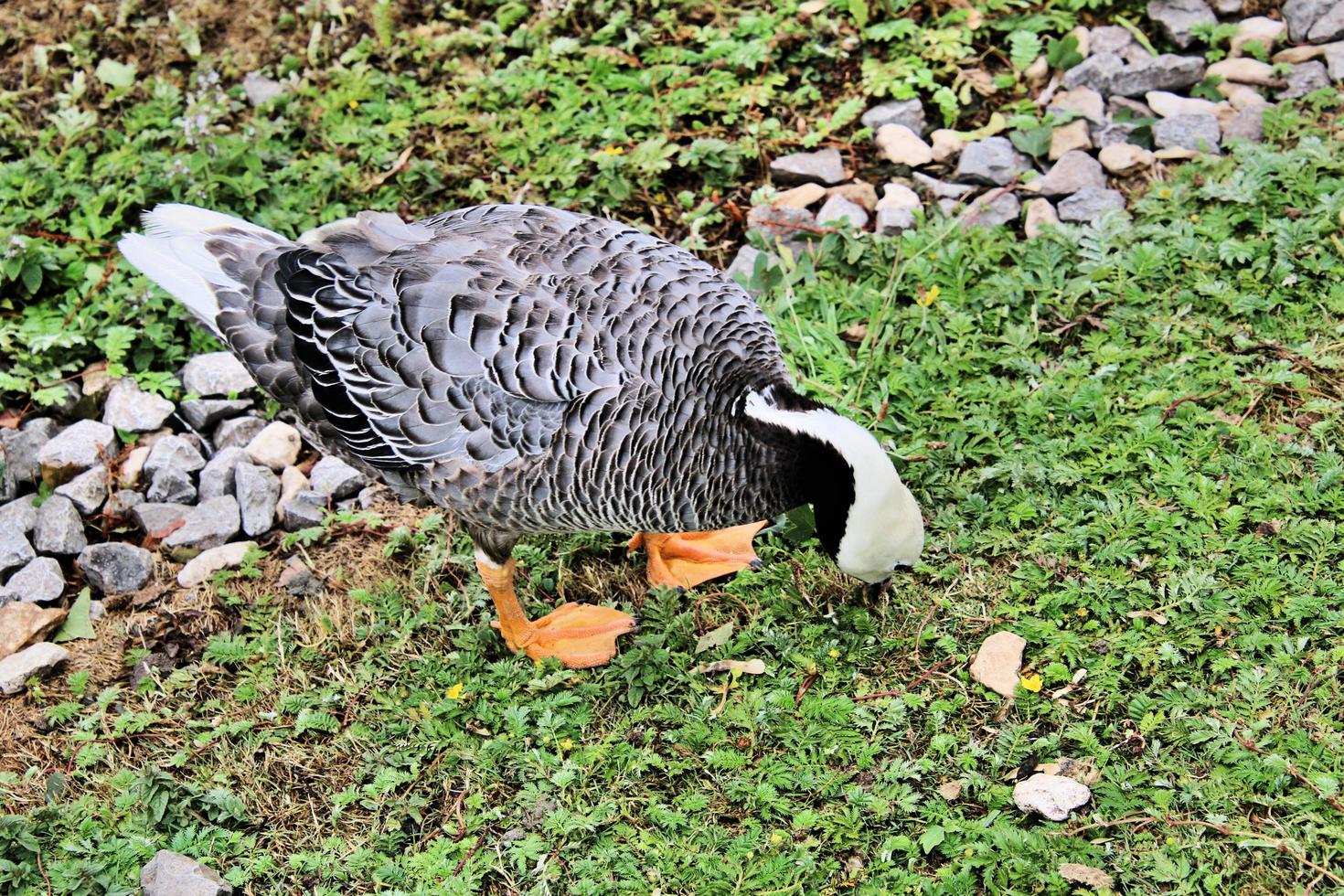 A close up of an Emporer Goose photo