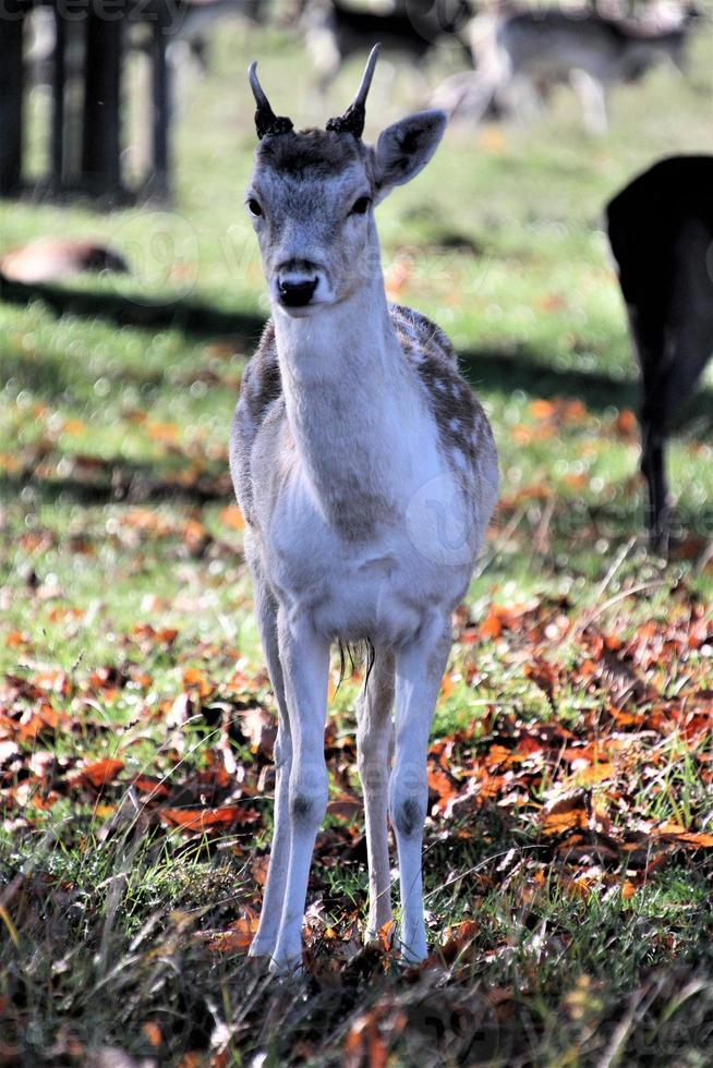 A view of a Fallow Deer photo