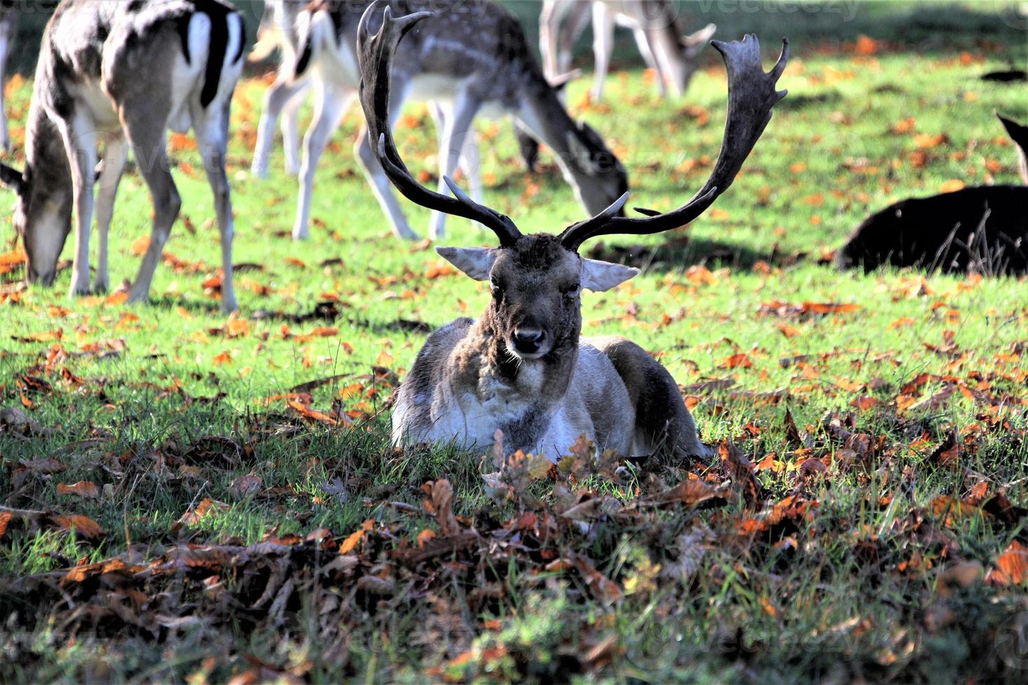 A view of a Fallow Deer photo