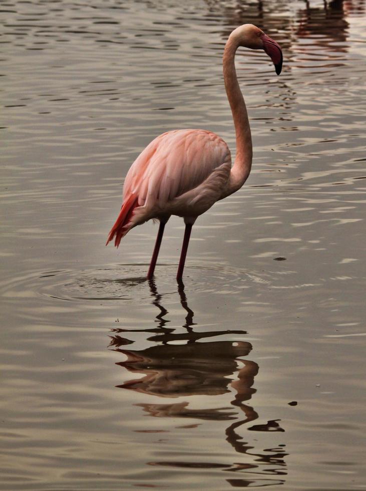 A view of a Flamingo photo