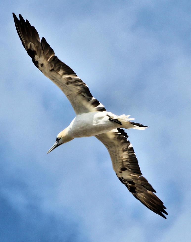 A close up of a Gannet at Bass Rock in Scotland photo