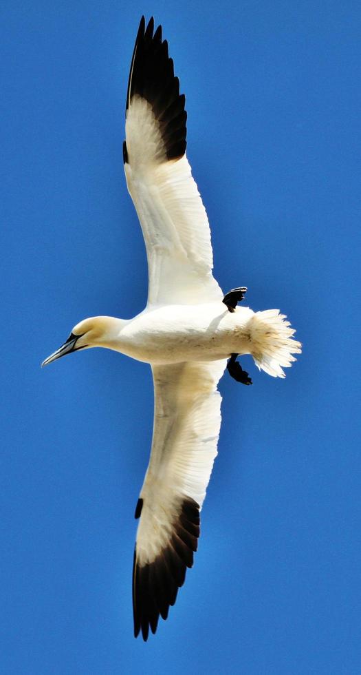 A close up of a Gannet at Bass Rock in Scotland photo