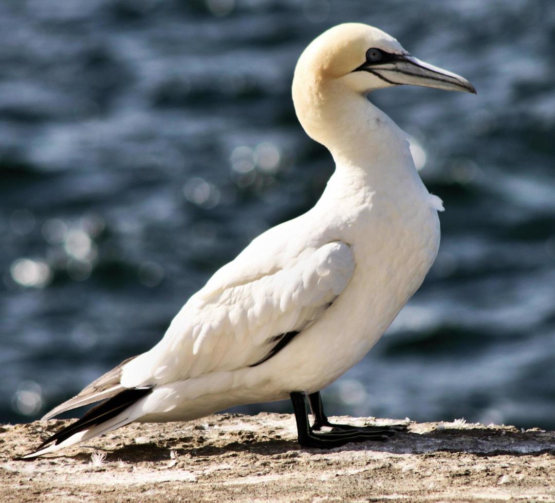 A close up of a Gannet on Bass Rock in Scotland photo